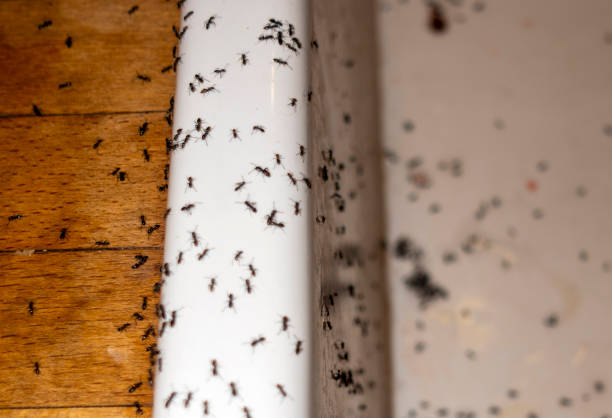 Pest Prevention Services in Hazardville, CT